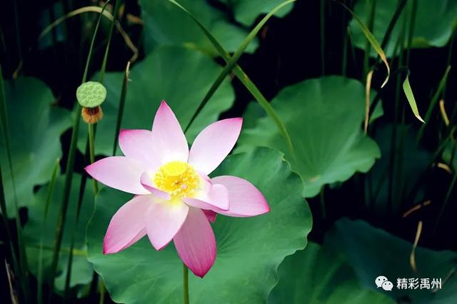 禹州夏季网红打卡地:荷花已盛开,明早谁约? 禹州夏季网红打卡地:荷花已盛开,明早谁约?