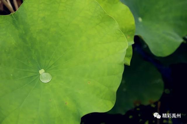 禹州夏季网红打卡地:荷花已盛开,明早谁约? 禹州夏季网红打卡地:荷花已盛开,明早谁约?