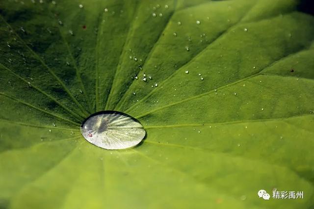 禹州夏季网红打卡地:荷花已盛开,明早谁约? 禹州夏季网红打卡地:荷花已盛开,明早谁约?