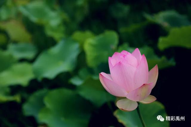 禹州夏季网红打卡地:荷花已盛开,明早谁约? 禹州夏季网红打卡地:荷花已盛开,明早谁约?