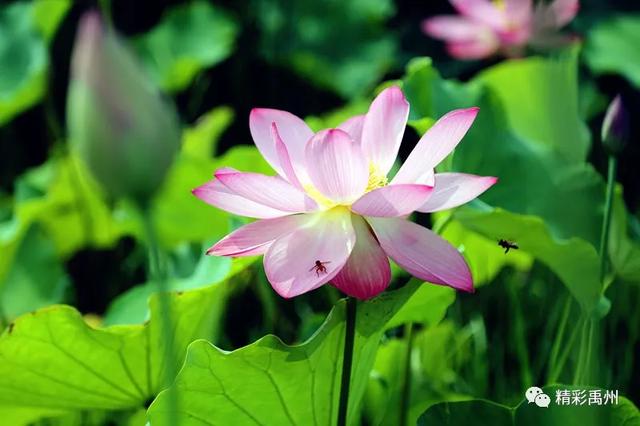 禹州夏季网红打卡地:荷花已盛开,明早谁约? 禹州夏季网红打卡地:荷花已盛开,明早谁约?