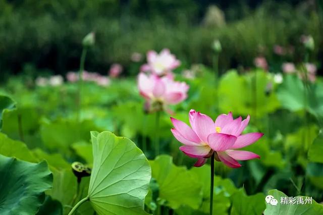 禹州夏季网红打卡地:荷花已盛开,明早谁约? 禹州夏季网红打卡地:荷花已盛开,明早谁约?