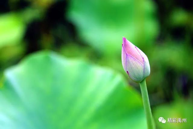 禹州夏季网红打卡地:荷花已盛开,明早谁约? 禹州夏季网红打卡地:荷花已盛开,明早谁约?