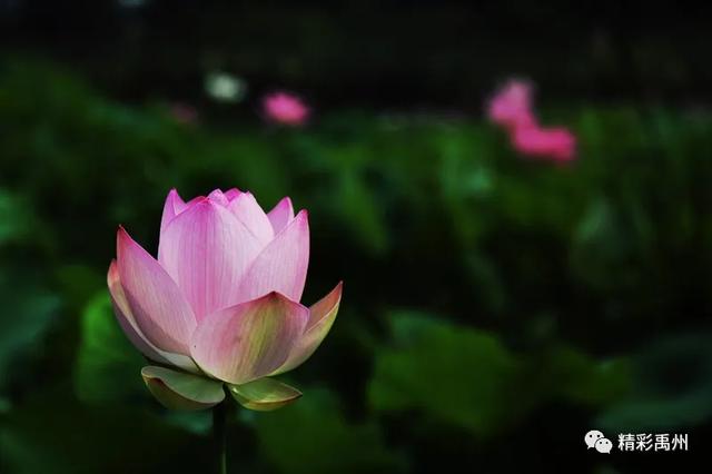 禹州夏季网红打卡地:荷花已盛开,明早谁约? 禹州夏季网红打卡地:荷花已盛开,明早谁约?