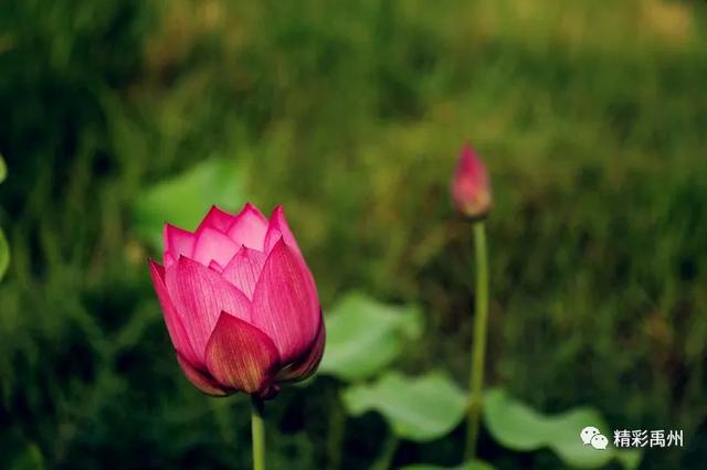 禹州夏季网红打卡地:荷花已盛开,明早谁约? 禹州夏季网红打卡地:荷花已盛开,明早谁约?