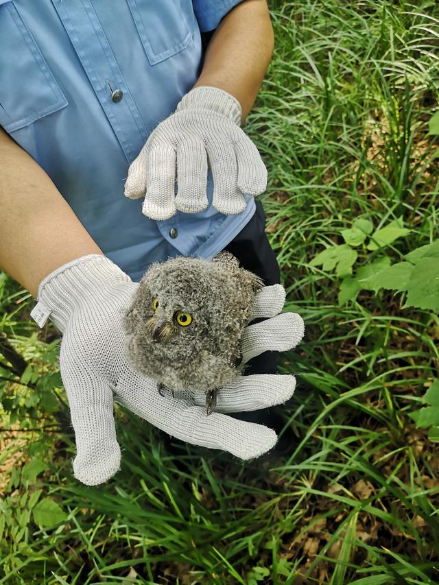 禹州森警接连成功救助猫头鹰幼崽 禹州森警接连成功救助猫头鹰幼崽