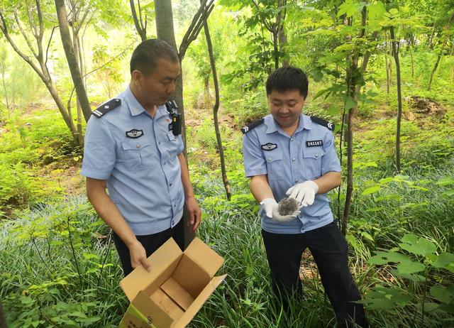 禹州森警接连成功救助猫头鹰幼崽 禹州森警接连成功救助猫头鹰幼崽