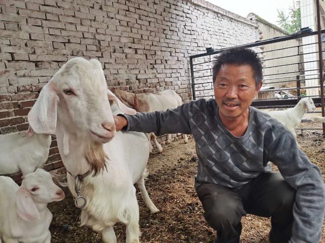 禹州贫困户养殖忙 致富路上喜“羊羊” 禹州贫困户养殖忙 致富路上喜“羊羊”