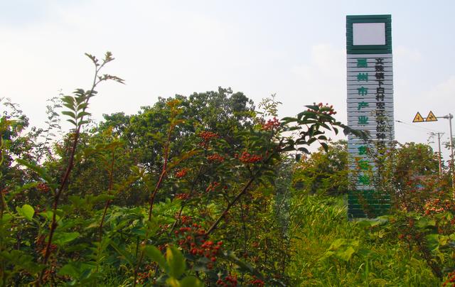 禹州市文殊镇下白村:果香景美迷人醉花椒种植助脱贫 禹州市文殊镇下白村:果香景美迷人醉花椒种植助脱贫