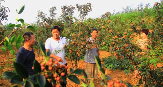 禹州市文殊镇下白村:果香景美迷人醉花椒种植助脱贫 禹州市文殊镇下白村:果香景美迷人醉花椒种植助脱贫
