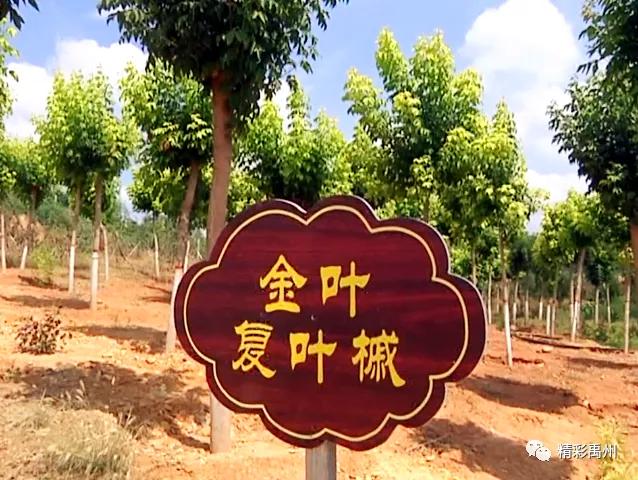 禹州无梁镇:昔日矿山大变样,山地公园现生机! 禹州无梁镇:昔日矿山大变样,山地公园现生机!