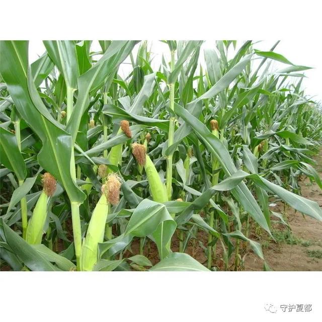 禹州方山派出所长带人“潜伏”小树林抓逃犯......