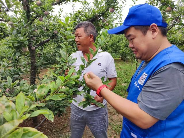 禹州朱阁陈大哥要给大家免费送“美国恐龙蛋”,啥情况? 禹州朱阁陈大哥要给大家免费送“美国恐龙蛋”,啥情况?