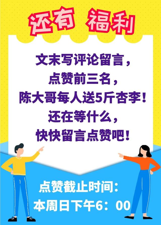 禹州朱阁陈大哥要给大家免费送“美国恐龙蛋”,啥情况? 禹州朱阁陈大哥要给大家免费送“美国恐龙蛋”,啥情况?