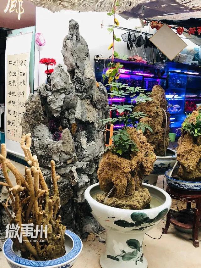 禹州最大的花鸟鱼市场,够我逛一年! 禹州最大的花鸟鱼市场,够我逛一年!