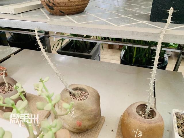 禹州最大的花鸟鱼市场,够我逛一年! 禹州最大的花鸟鱼市场,够我逛一年!