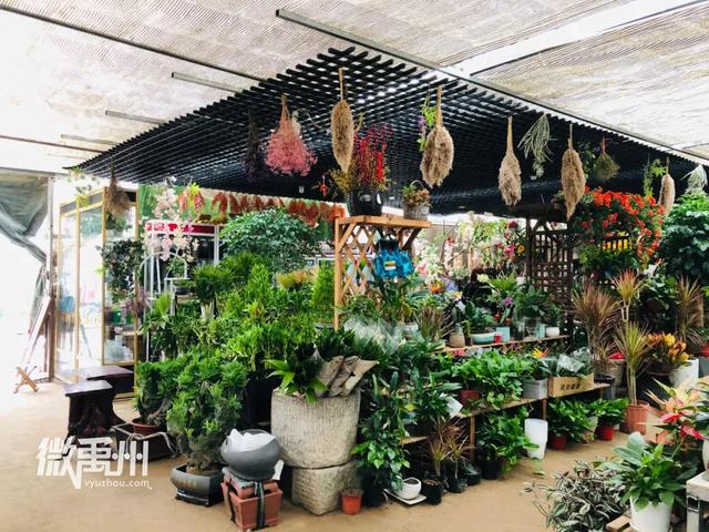 禹州最大的花鸟鱼市场,够我逛一年! 禹州最大的花鸟鱼市场,够我逛一年!