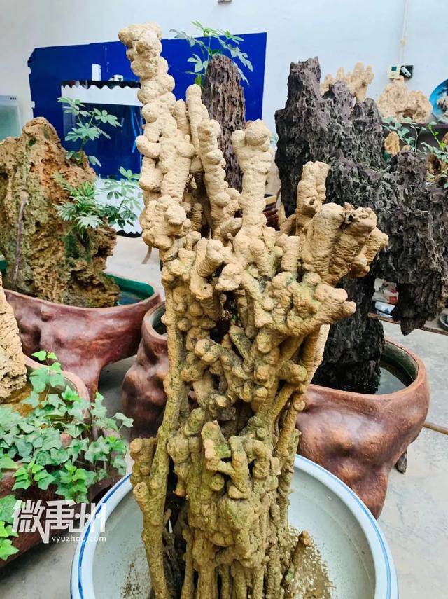 禹州最大的花鸟鱼市场,够我逛一年! 禹州最大的花鸟鱼市场,够我逛一年!