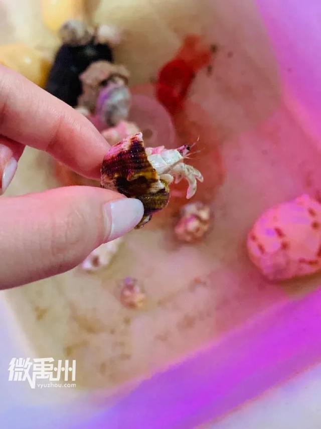 禹州最大的花鸟鱼市场,够我逛一年! 禹州最大的花鸟鱼市场,够我逛一年!