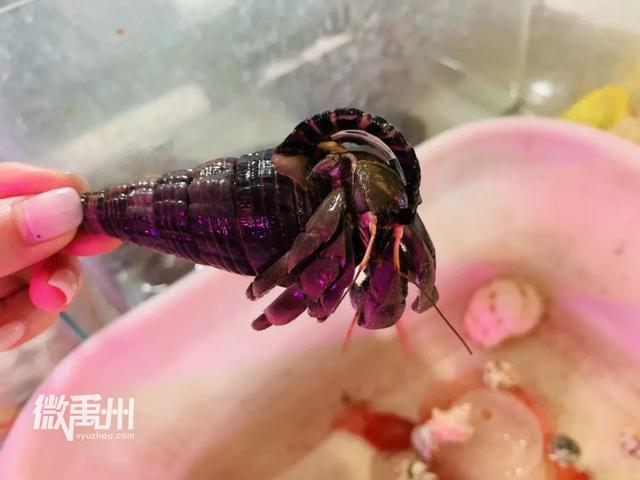 禹州最大的花鸟鱼市场,够我逛一年! 禹州最大的花鸟鱼市场,够我逛一年!