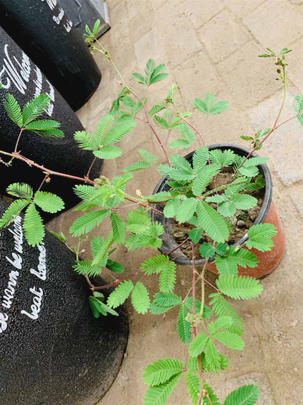 禹州最大的花鸟鱼市场,够我逛一年! 禹州最大的花鸟鱼市场,够我逛一年!