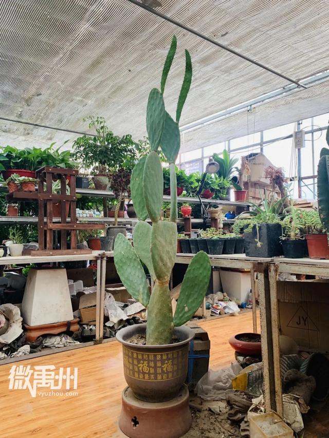 禹州最大的花鸟鱼市场,够我逛一年! 禹州最大的花鸟鱼市场,够我逛一年!