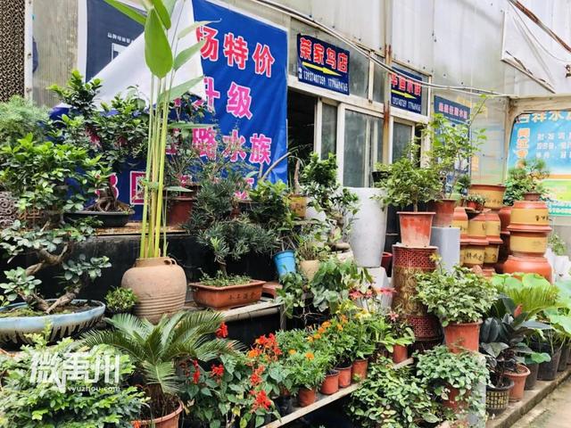 禹州最大的花鸟鱼市场,够我逛一年! 禹州最大的花鸟鱼市场,够我逛一年!