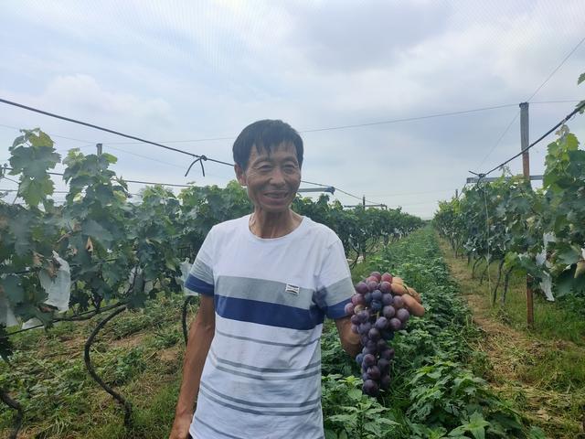 禹州葡萄采摘正式开园 禹州葡萄采摘正式开园
