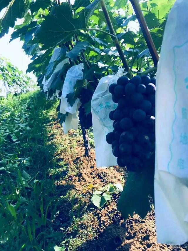 禹州人社帮帮帮助推全市创文,助力农户致富! 禹州人社帮帮帮助推全市创文,助力农户致富!