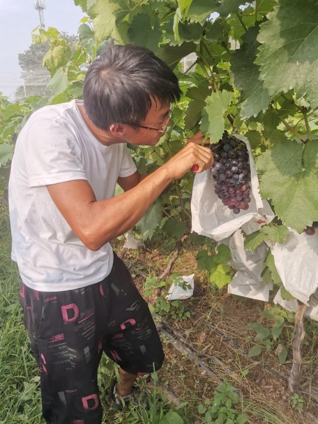 禹州人社帮帮帮助推全市创文,助力农户致富! 禹州人社帮帮帮助推全市创文,助力农户致富!