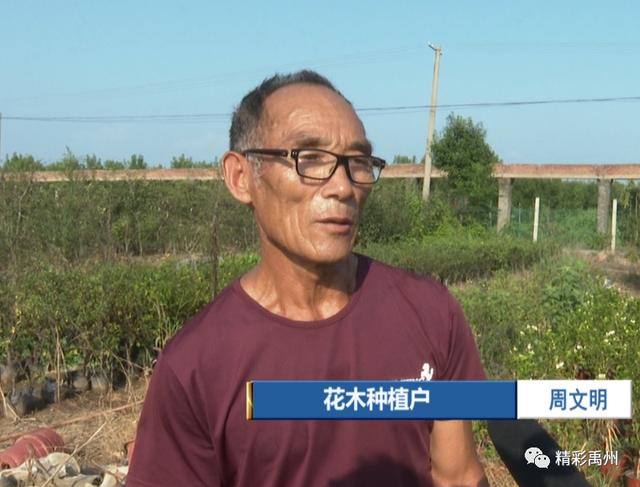 禹州朱阁镇田庄村:花木经济美了乡村富了乡亲 禹州朱阁镇田庄村:花木经济美了乡村富了乡亲