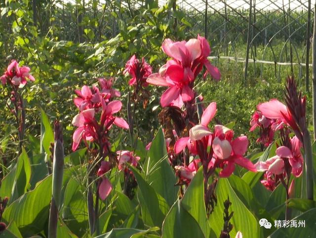 禹州朱阁镇田庄村:花木经济美了乡村富了乡亲 禹州朱阁镇田庄村:花木经济美了乡村富了乡亲
