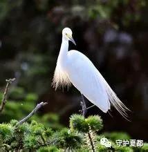 禹州方山派出所长救白鹭! 禹州方山派出所长救白鹭!