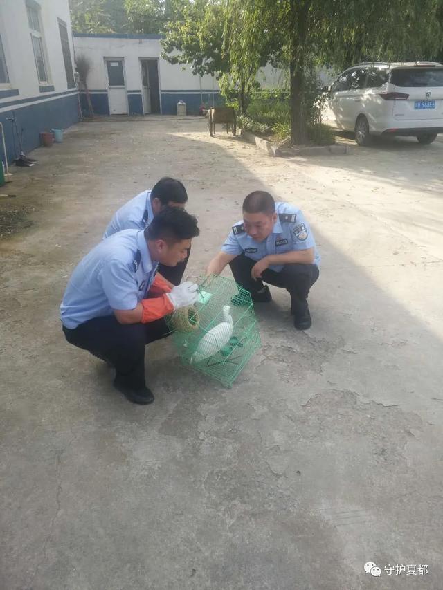 禹州方山派出所长救白鹭! 禹州方山派出所长救白鹭!