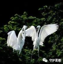 禹州方山派出所长救白鹭! 禹州方山派出所长救白鹭!