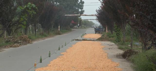 禹州部分公路变身“晒粮场”!农民晒粮该何去何从? 禹州部分公路变身“晒粮场”!农民晒粮该何去何从?