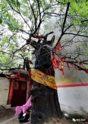 禹州这里有棵700多岁的古槐，生长于“两山”间...