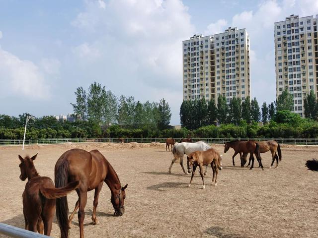 禹州华骏马术俱乐部招聘15人,快来报名吧! 禹州华骏马术俱乐部招聘15人,快来报名吧!