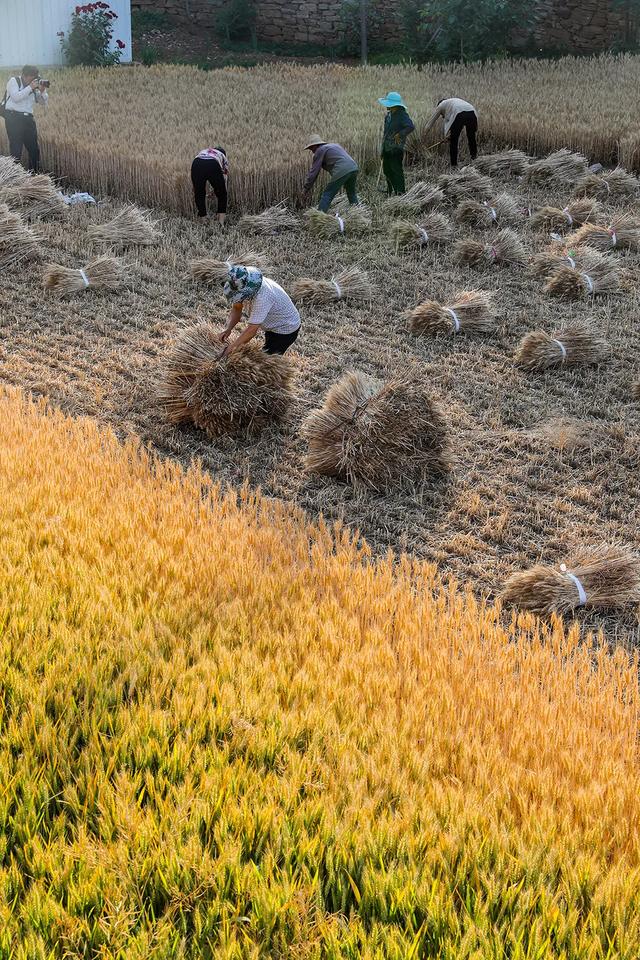 禹州苌庄四季风景摄影大赛“夏之韵”获奖作品展示 禹州苌庄四季风景摄影大赛“夏之韵”获奖作品展示