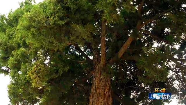 一千多年前,后汉开国皇帝在禹州这里栽下了几棵柏树 一千多年前,后汉开国皇帝在禹州这里栽下了几棵柏树