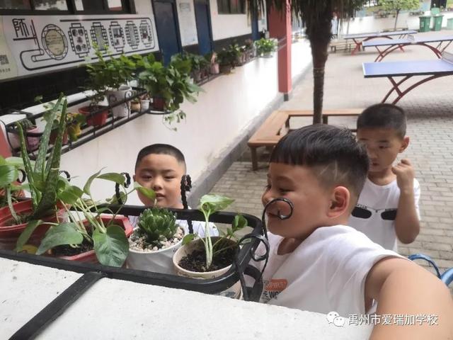 禹州市爱瑞加学校成长季‖愿恰似朝阳 禹州市爱瑞加学校成长季‖愿恰似朝阳