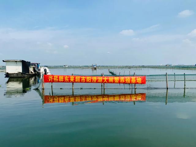 禹州市胖东来9月21日阳澄湖大闸蟹开湖啦! 禹州市胖东来9月21日阳澄湖大闸蟹开湖啦!