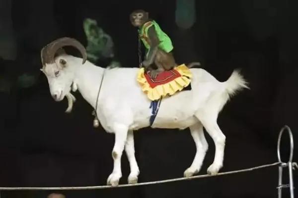 禹州锦利永安府皇家马戏团嘉年华即将开启,门票免费领取! 禹州锦利永安府皇家马戏团嘉年华即将开启,门票免费领取!