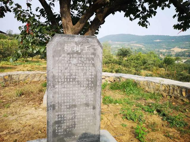 禹州市磨街乡刘门村【十全‘柿’美】短视频大赛邀请函 禹州市磨街乡刘门村【十全‘柿’美】短视频大赛邀请函