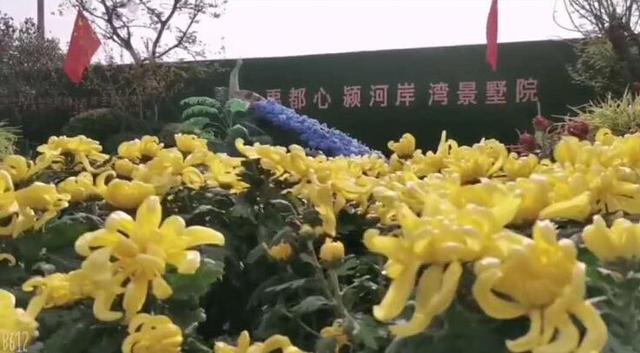 10月1日禹州恒达滨河府第一届菊花展即将开启