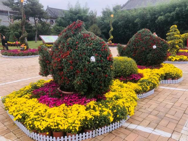 中国钧瓷文化园大型菊花展将于国庆假期盛大开启! 中国钧瓷文化园大型菊花展将于国庆假期盛大开启!