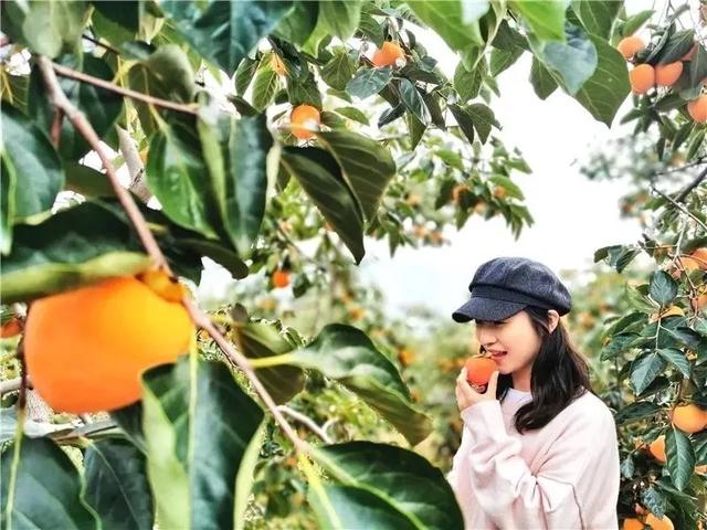 禹州市旅游再获多项殊荣! 禹州市旅游再获多项殊荣!