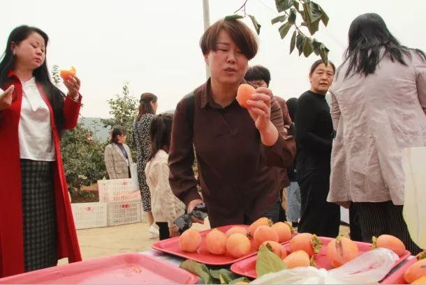 禹州磨街乡刘门村第二届“十全‘柿’美”短视频大赛启动活动隆重举行! 禹州磨街乡刘门村第二届“十全‘柿’美”短视频大赛启动活动隆重举行!