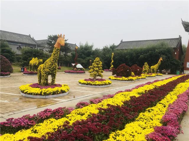 菊花盛放正当时!省内21家媒体团成员来禹州钧瓷文化园实地采风! 菊花盛放正当时!省内21家媒体团成员来禹州钧瓷文化园实地采风!