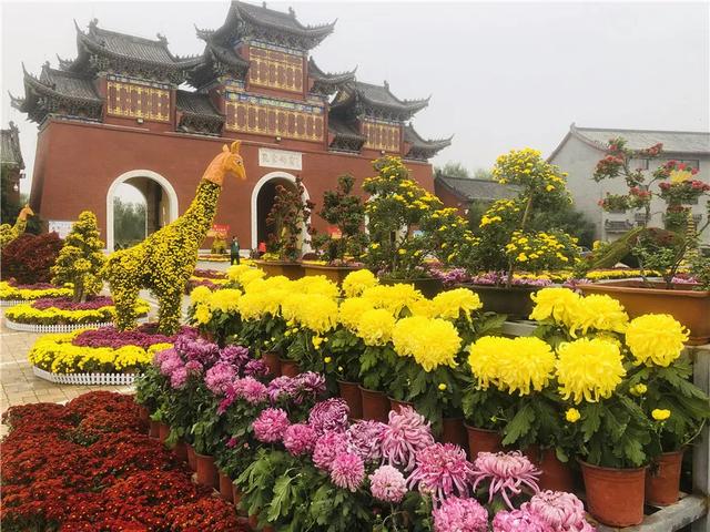 菊花盛放正当时!省内21家媒体团成员来禹州钧瓷文化园实地采风! 菊花盛放正当时!省内21家媒体团成员来禹州钧瓷文化园实地采风!